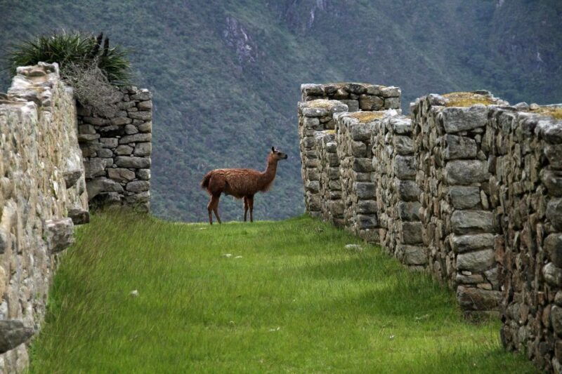 cuscosalkantay-trek-4-days-3-nights-to-machu-picchu-meals