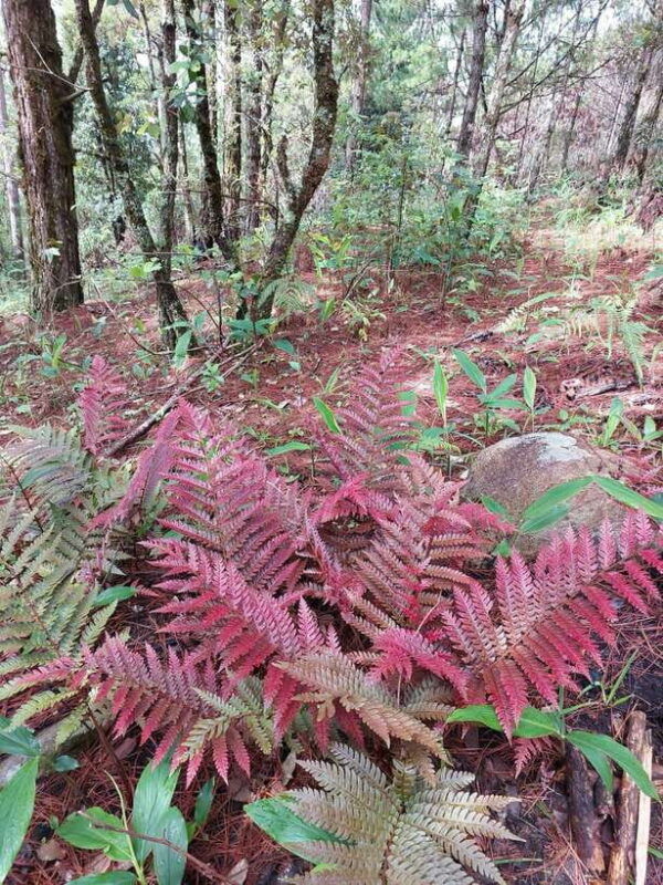 da-lat-langbiang-peak-trekking-tour-with-camping-karaoke
