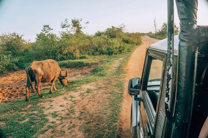 Day Excursion to Yala National Park From Colombo - The Sum Up: Is This Tour Worth It?