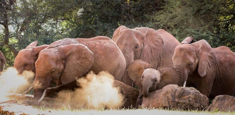 day-tour-david-sheldrick-elephant-trust-giraffe-center