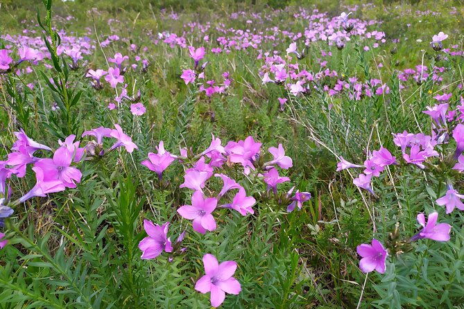 Day trip to Ala-Archa National Park - Who Will Love This Experience?