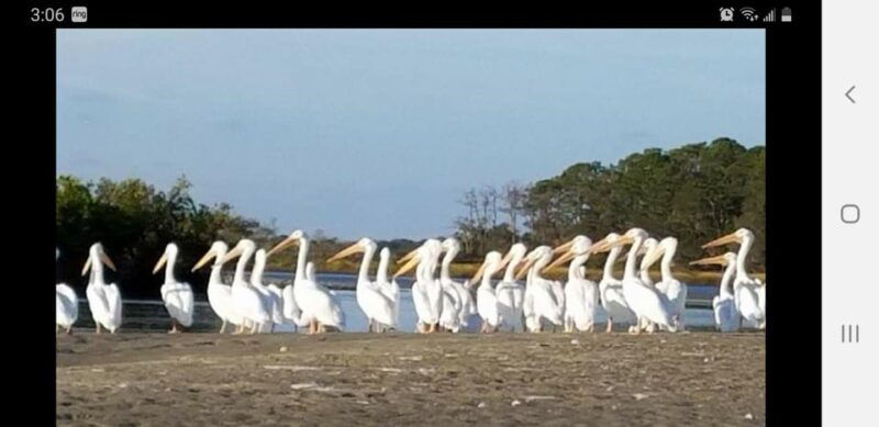 daytona-new-smyrna-beach-unforgettable-kayak-wildlife-tours