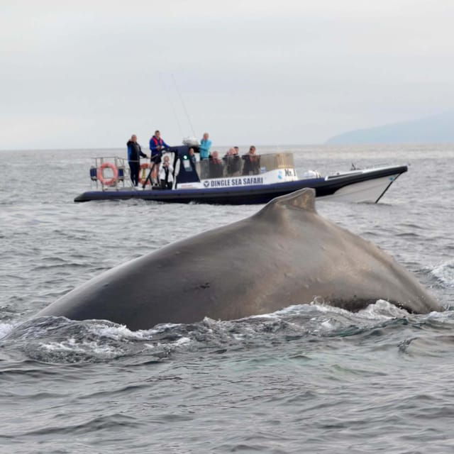 dingle-sea-safari-by-rib-boat
