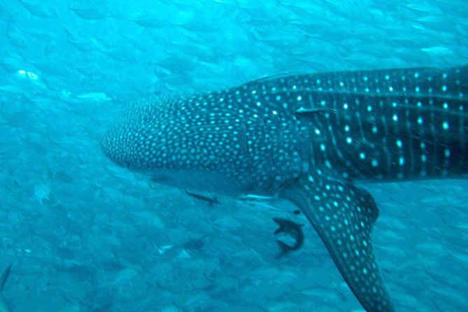 Diving Tour for Certified Divers: Sail Rock or Koh Tao - The Value of This Tour