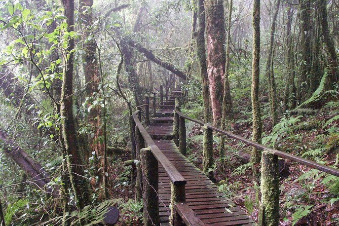 Doi Inthanon National Park - Thailand's Highest Peak - Who Is This Tour Best For?