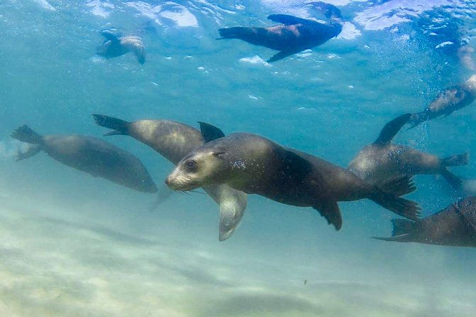 Dolphin and Seal snorkel adventure from Sorrento - Authentic Reviews and Insights