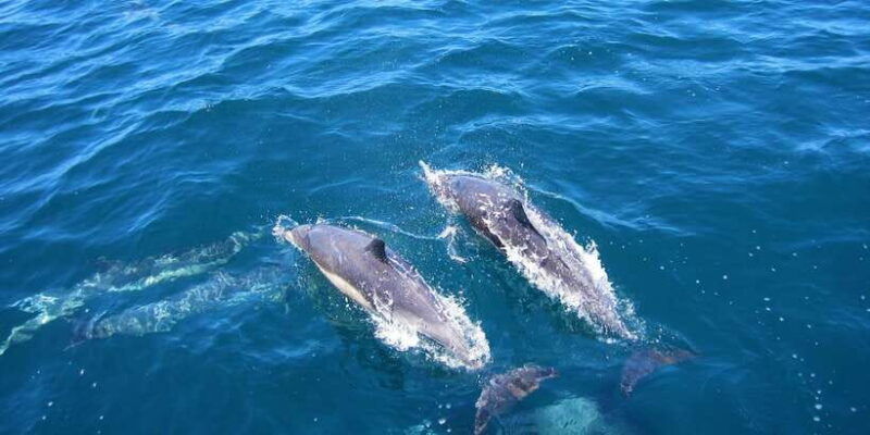 dolphin-watching-in-trincomalee