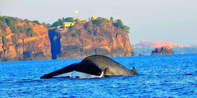 dolphin-whale-watching-east-coast