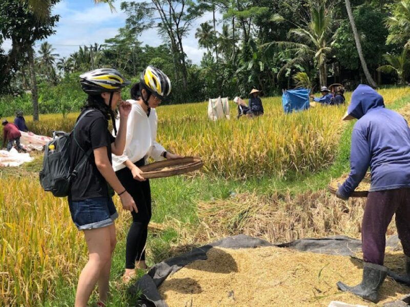 downhill-bike-tours-through-rice-terrace-jungle-with-meal