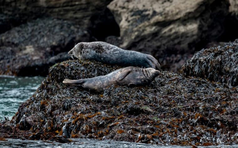dublin-history-and-wildlife-boat-tour-with-live-commentary