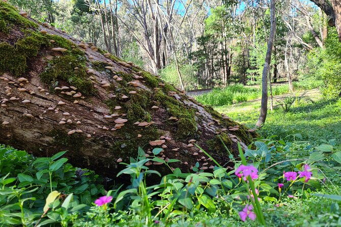 Dwellingup Trains, Trails & Woodfired Delights Full Day Tour - Authentic Insights from Tour Reviewers