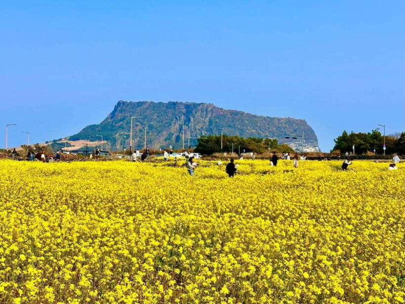 eastern-jeju-healing-unesco-small-group-day-tour