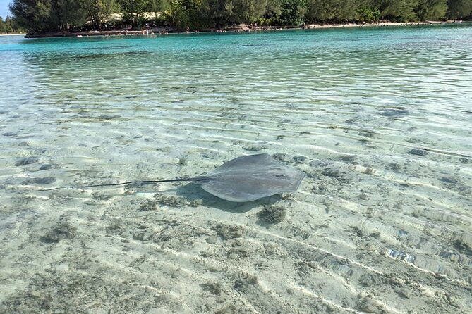 Eco guided excursion to the lagoon of Moorea in a transparent kayak Afternoon 2h - Who Will Love This Tour?