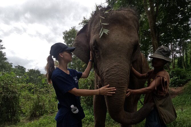Elephant care program at Chiangmai Elephant Care - Observing Elephants in Their Natural Habitat