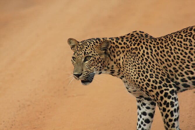 Ella: Transfer to Tangalle/Mirissa/Galle & Yala/Udawalawe Safari - Who Will Love This Tour?