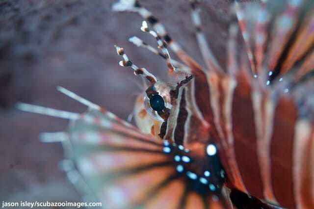 enjoy-3-fun-dives-in-kota-kinabalu-certified-divers