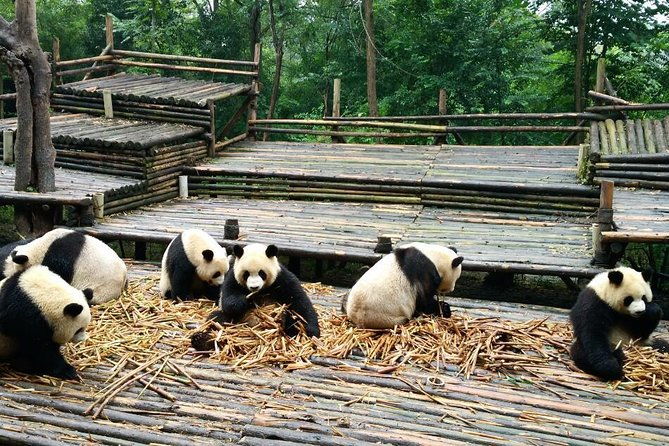 Everything Panda Private Day Tour in Chengdu - Analyzing the Value