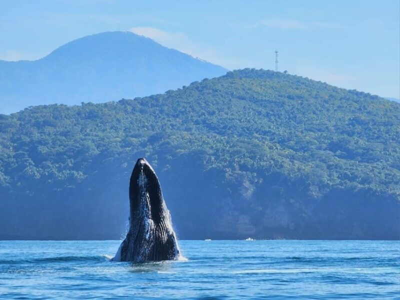exciting-humpback-whale-tour-food-puerto-vallarta