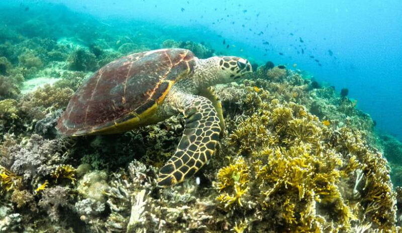 exclusive-snorkeling-experience-to-gili-gede-and-4-gilis