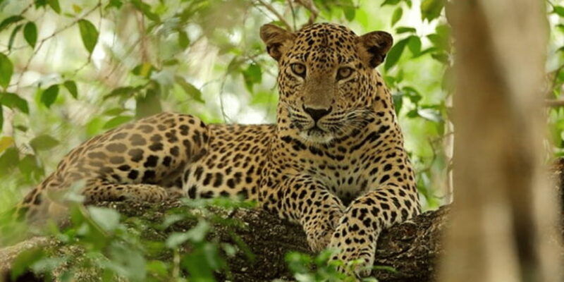 exclusive-wildlife-full-day-adventure-in-wilpattu