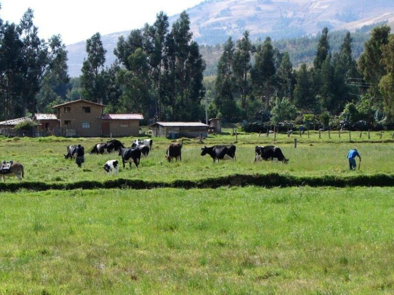 excursion-to-the-la-colpa-hacienda-and-banos-del-inca