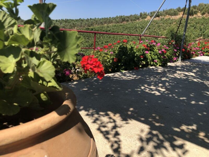 explore-the-secrets-of-wine-and-olives-in-rethymno-2