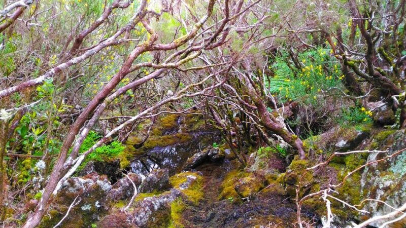 fanal-whistles-levada-walk