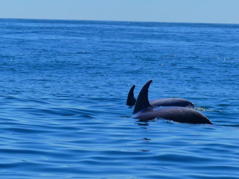 faro-dolphin-and-wildlife-watching-in-the-atlantic-ocean