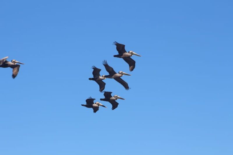 folly-beach-dolphin-viewing-boat-excursion