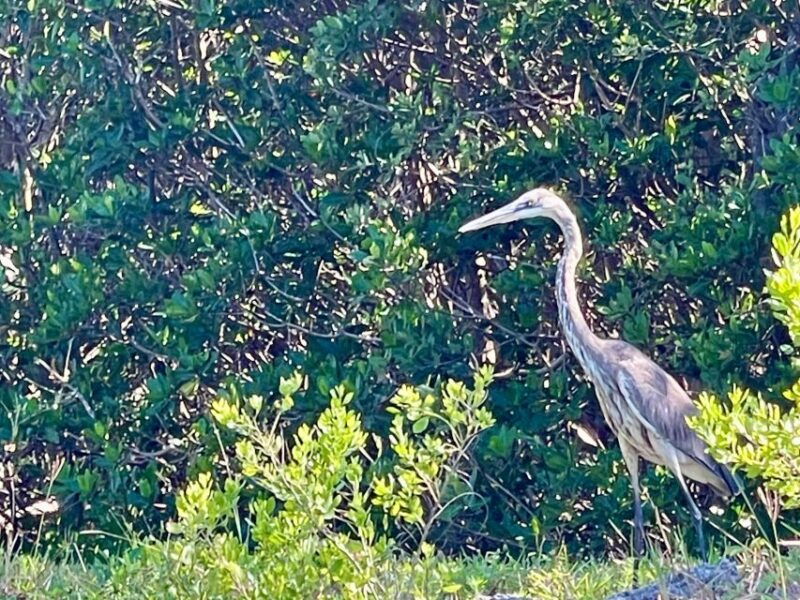 fort-pierce-4-hr-mangroves-dolphin-watch-sandbar-in-fl