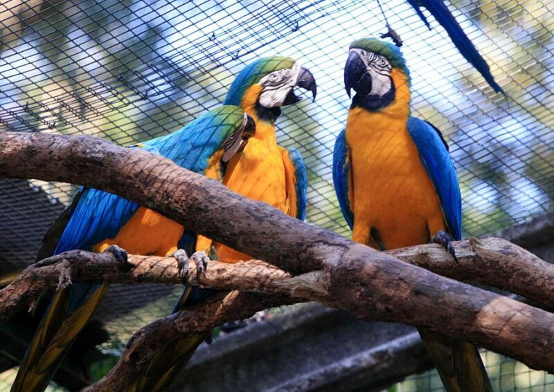 foz-do-iguacu-bird-park-experience