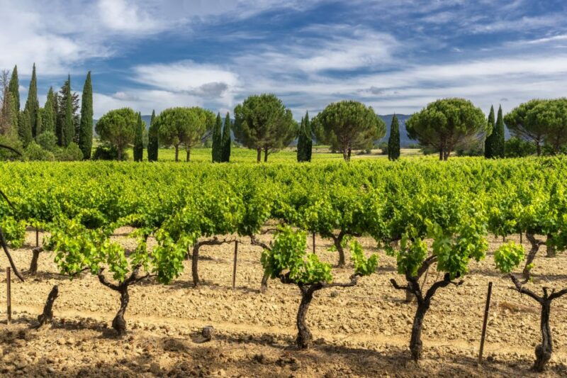 from-aix-en-provence-half-day-wine-tour