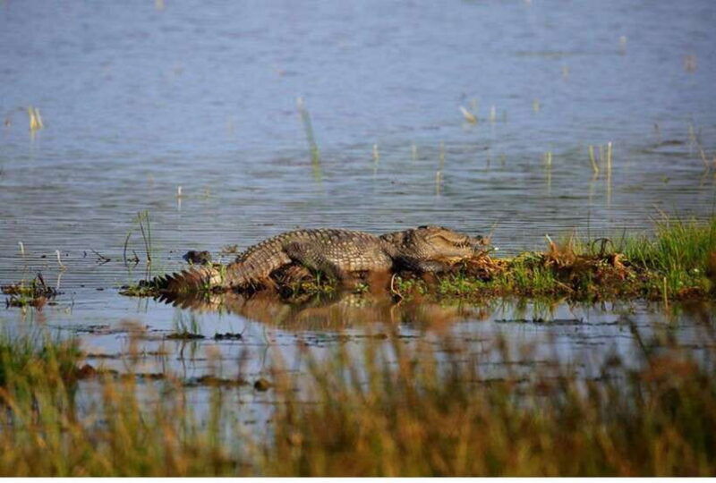 from-anuradhapura-all-inclusive-full-day-safari-at-wilpattu