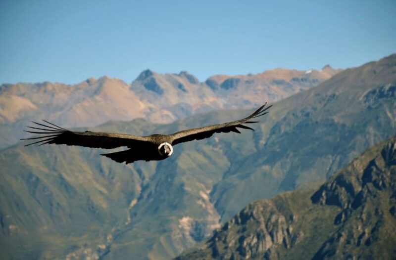 from-arequipa-2-days-tour-of-the-colca-canyon-hotel