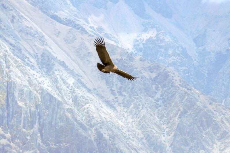 from-arequipa-colca-canyon-two-day-tour