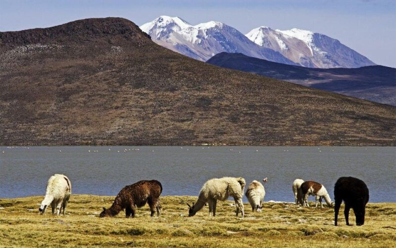 from-arequipa-excursion-to-the-salinas-lagoon-full-day