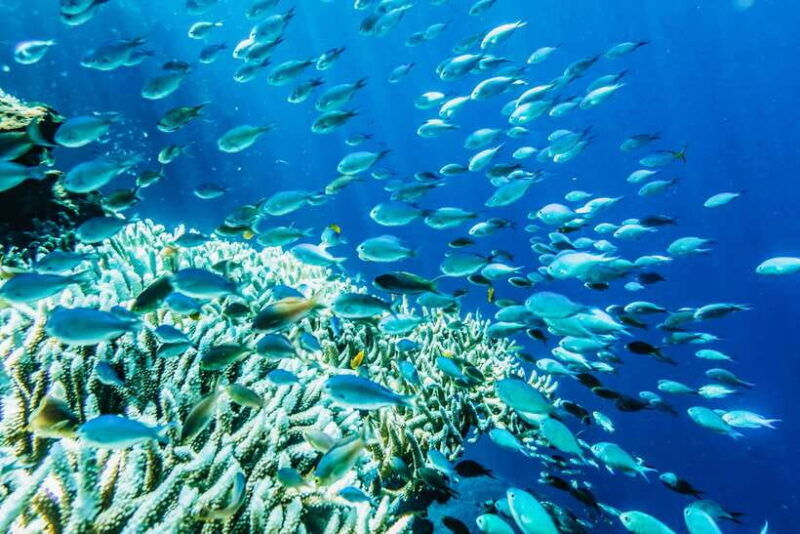 from-bali-half-day-snorkeling-3-spots-to-lembongan-penida