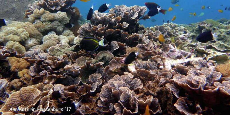 from-bali-nusa-penida-snorkeling-island-tour-special-trip