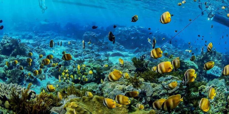 from-bali-swim-with-manta-rays-in-nusa-penida
