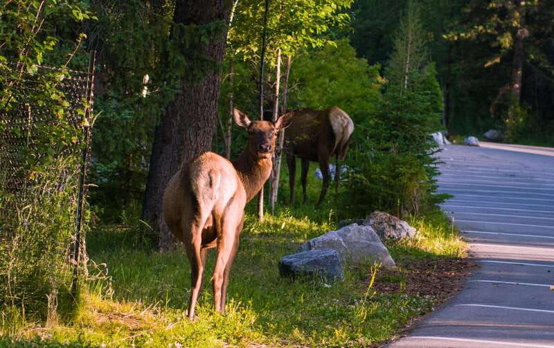 from-banff-canmore-banff-national-park-guided-day-tour