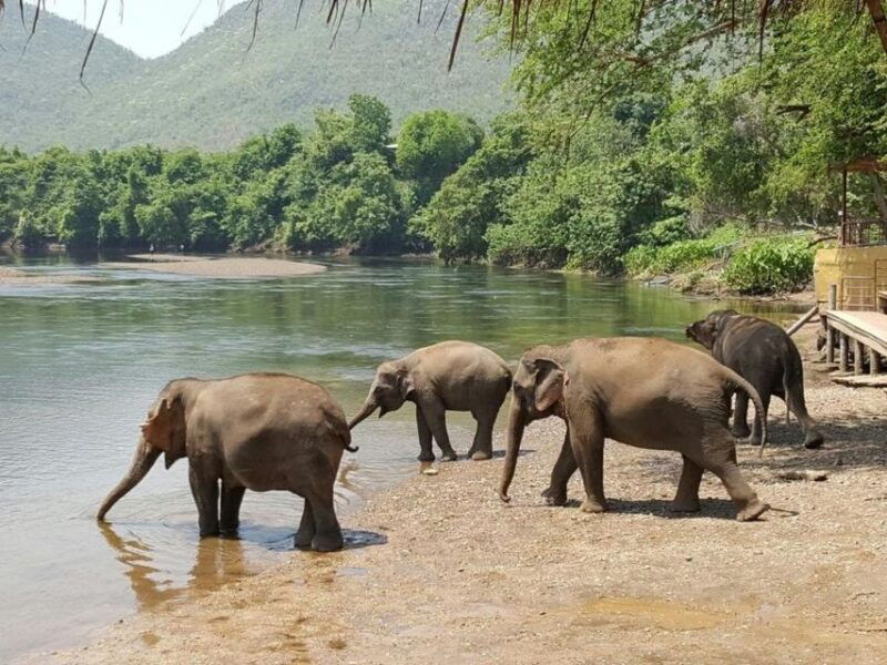 from-bangkok-elephantsworld-kanchanaburi-2-day-experience