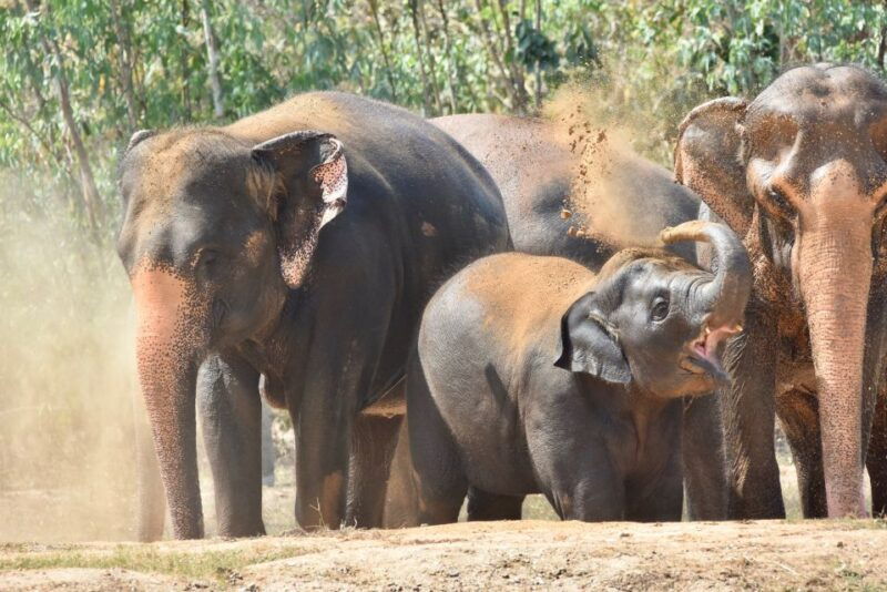 from-bangkok-wildlife-rescue-and-elephant-rescue-tour