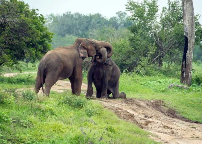 from-bentota-elephant-transit-camp-and-udawalawe-safari