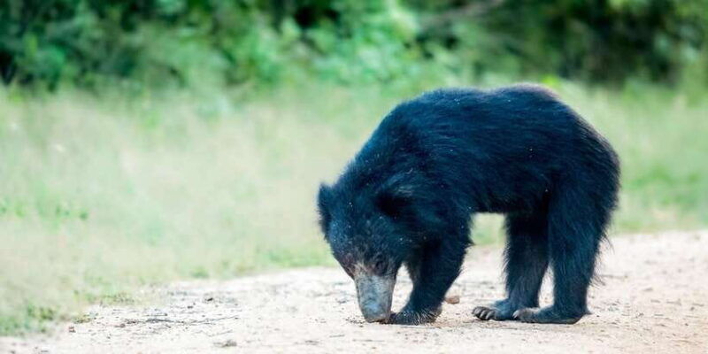 from-bentota-full-day-yala-national-park-safari-tour