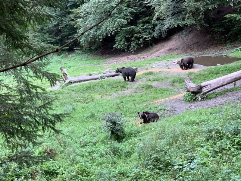 from-brasov-bear-watching-in-the-wild