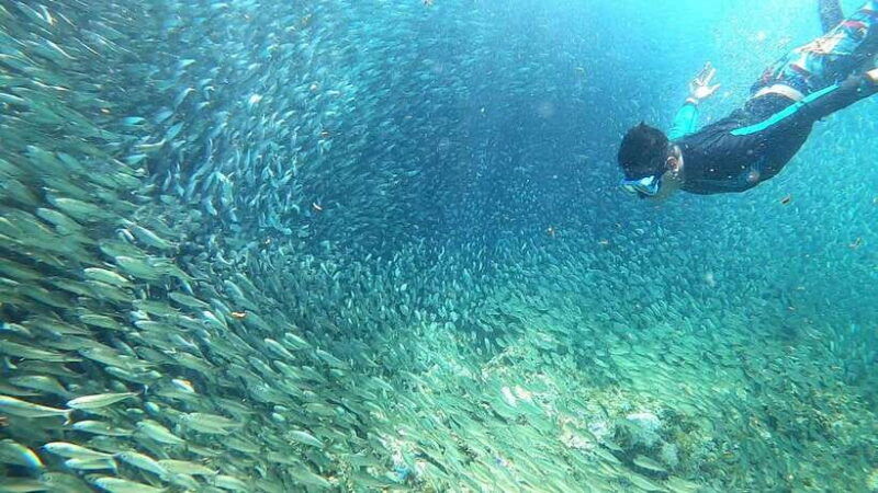 from-cebu-city-moalboal-pescador-snorkeling-tour-lunch