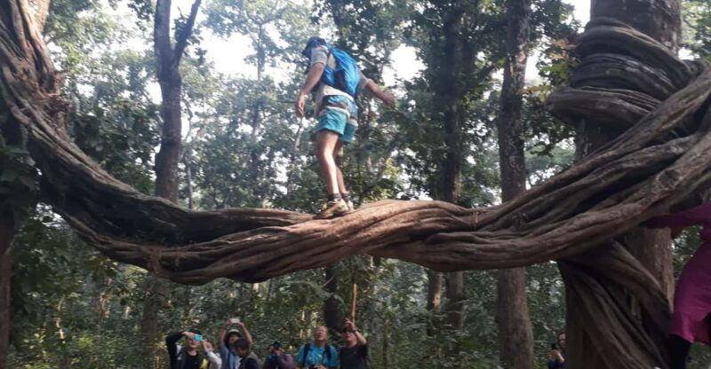 from-chitwan-day-tour-jeep-safaricanoeingjungle-walk