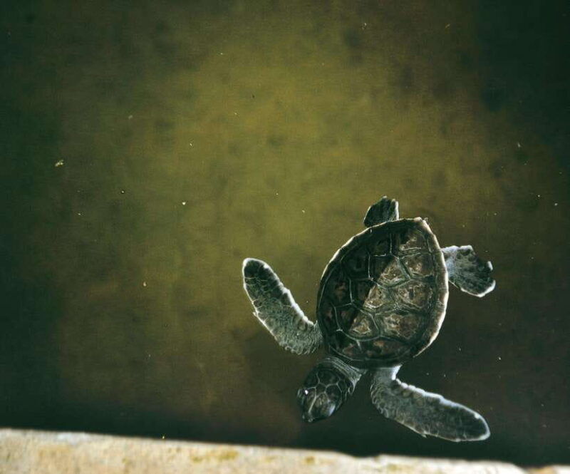 from-colombo-2-day-southern-coast-wildlife-heritage-tour