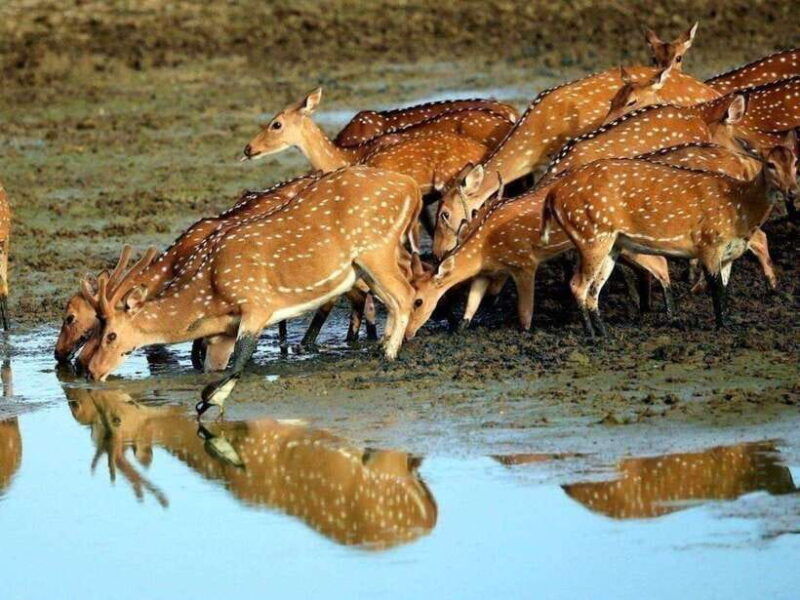 from-colombo-2-day-trip-to-arugam-bay-with-yala-safari
