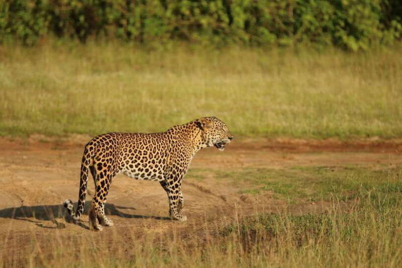 from-colombo-8-day-private-tour-of-sri-lanka-with-transport